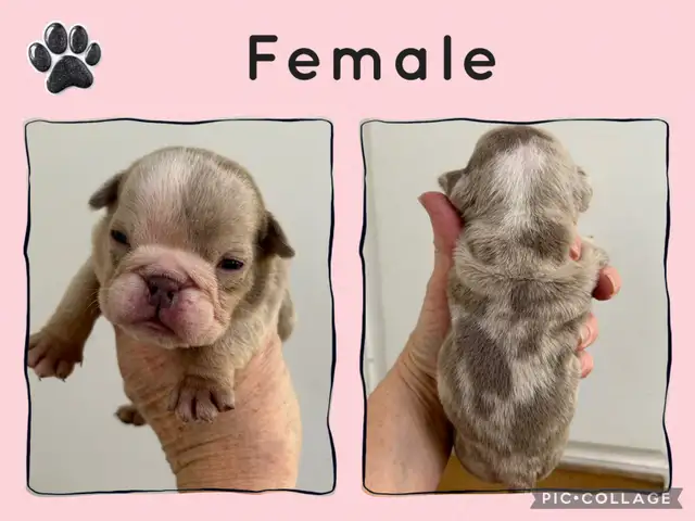 English Bulldog Puppies - Photo 2