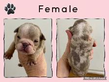 English Bulldog Puppies - Photo 2