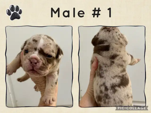English Bulldog Puppies - Photo 3