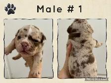 English Bulldog Puppies - Photo 3