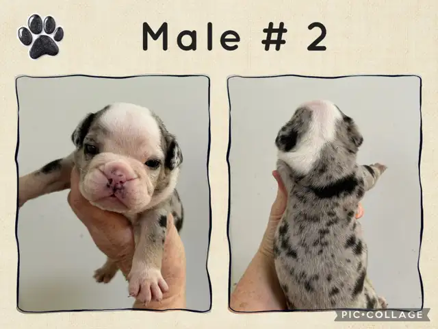 English Bulldog Puppies - Photo 4