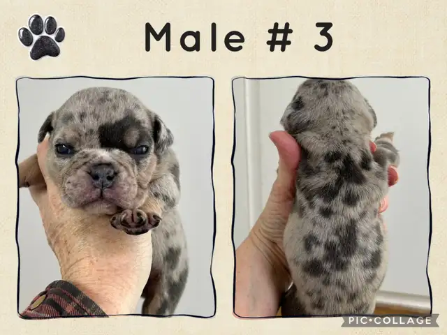 English Bulldog Puppies - Photo 5