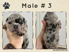 English Bulldog Puppies - Photo 5