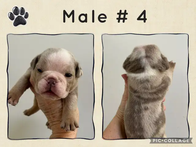 English Bulldog Puppies - Photo 6