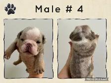 English Bulldog Puppies - Photo 6