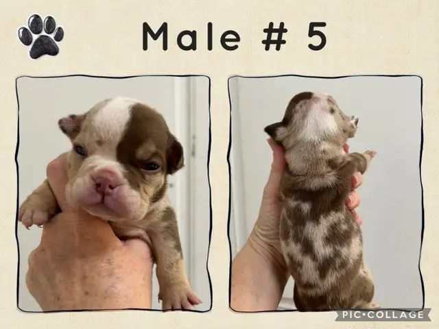 English Bulldog Puppies - Photo 7