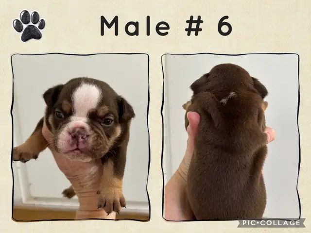 English Bulldog Puppies - Photo 8
