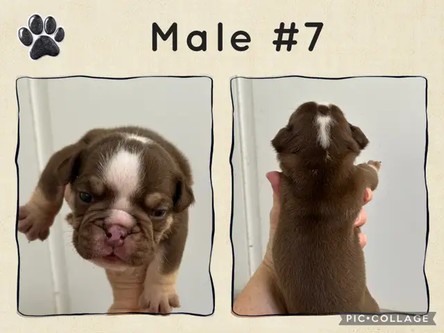 English Bulldog Puppies - Photo 9