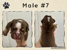 English Bulldog Puppies - Photo 9