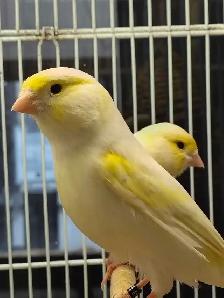 singing male canaries