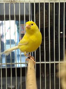 singing male canaries - Photo 3