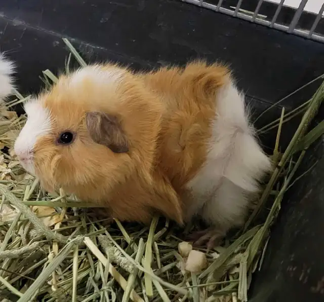 baby guinea pigs - Photo 2