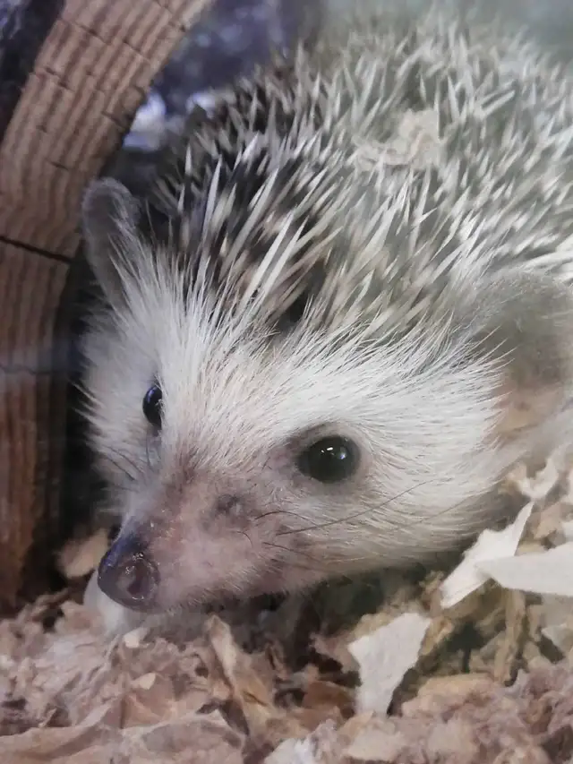 baby hedgehogs - Photo 2