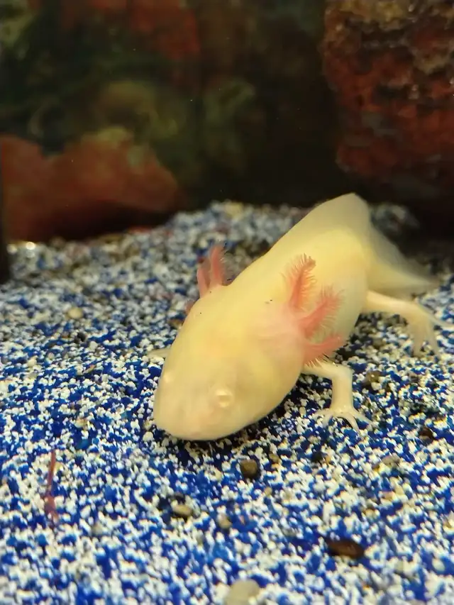 baby axolotls