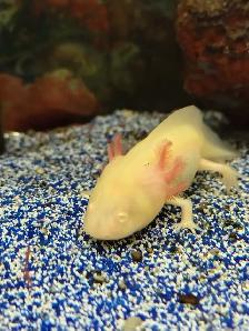 baby axolotls