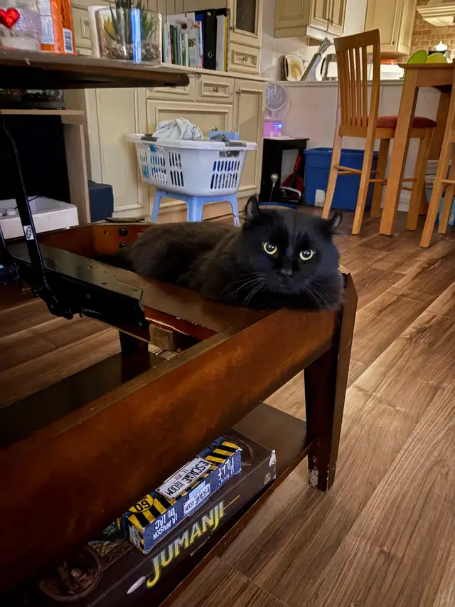 Beau chat highland lynx noir à vendre!