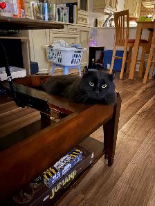 Beau chat highland lynx noir à vendre!