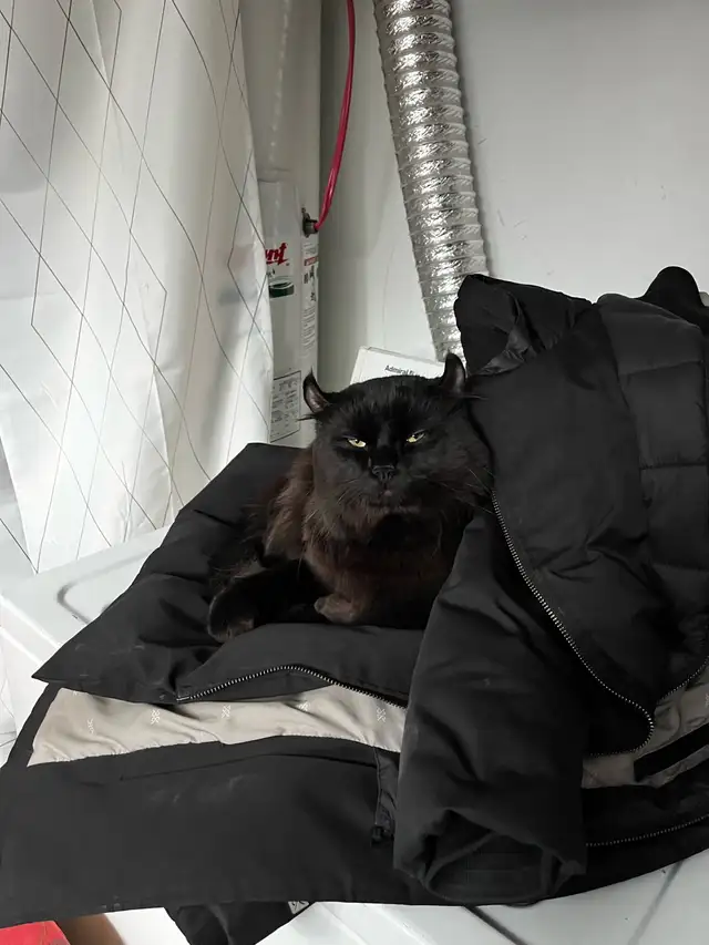 Beau chat highland lynx noir à vendre! - Photo 2