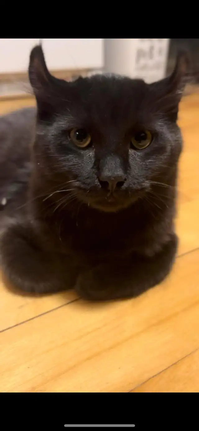 Beau chat highland lynx noir à vendre! - Photo 3