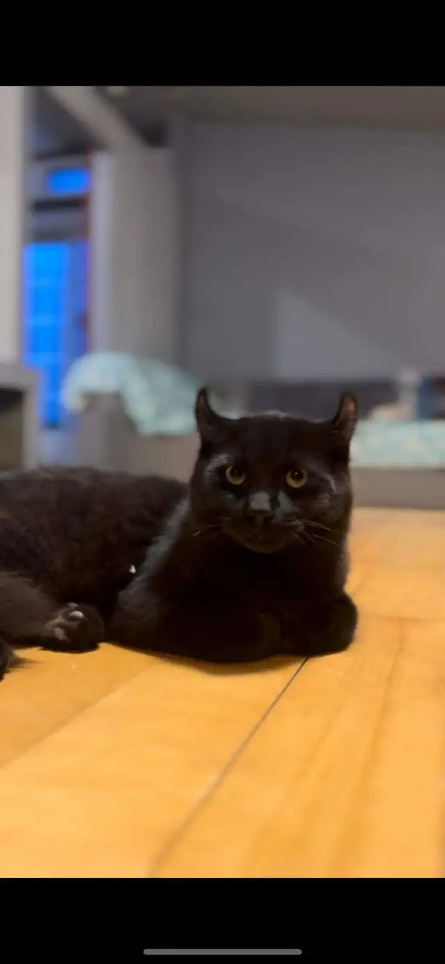 Beau chat highland lynx noir à vendre! - Photo 4