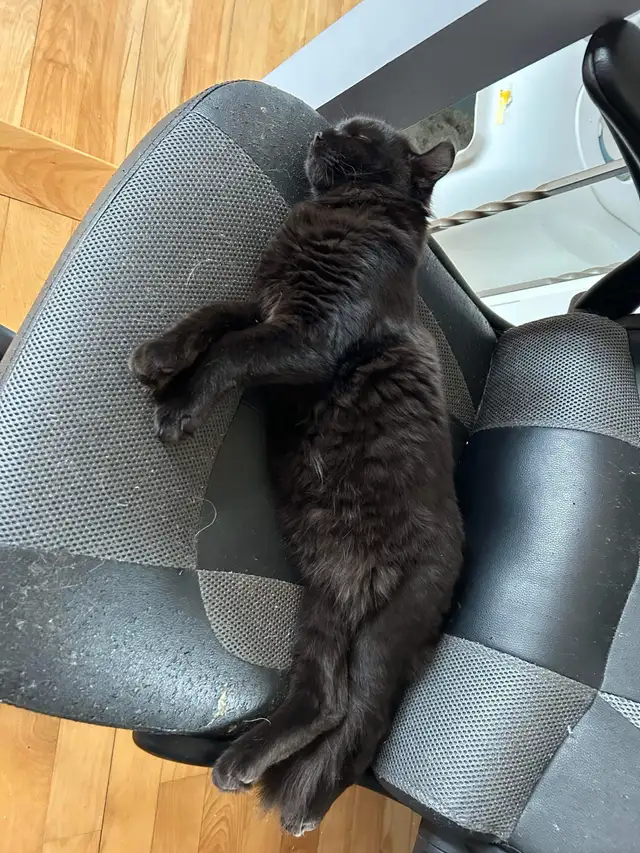 Beau chat highland lynx noir à vendre! - Photo 5