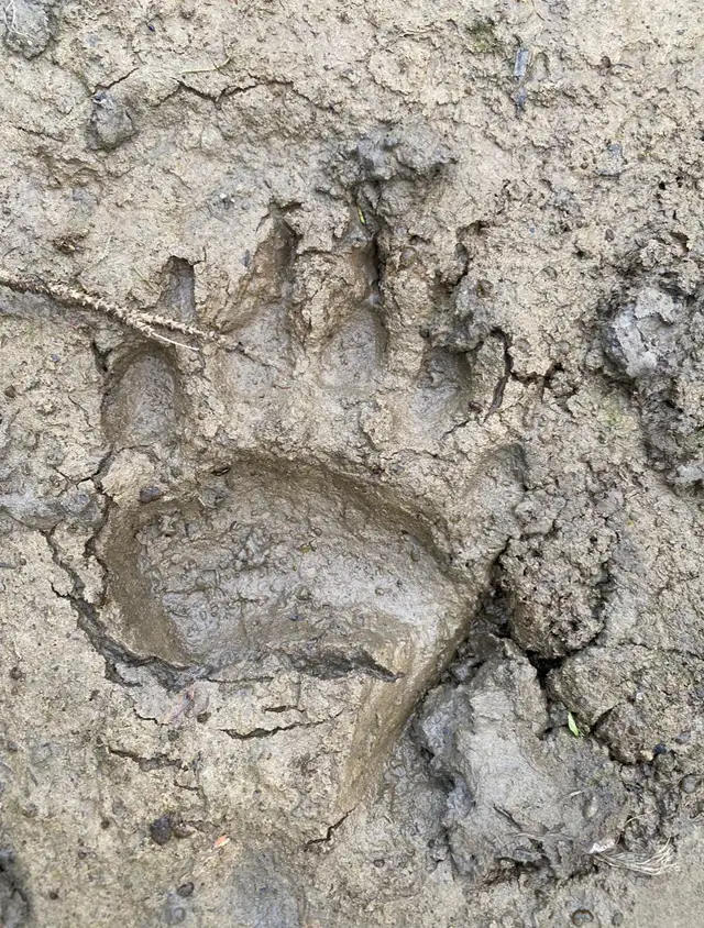 Land for sale - Photo 8