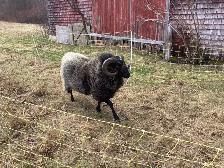 Shetland Ram For Sale