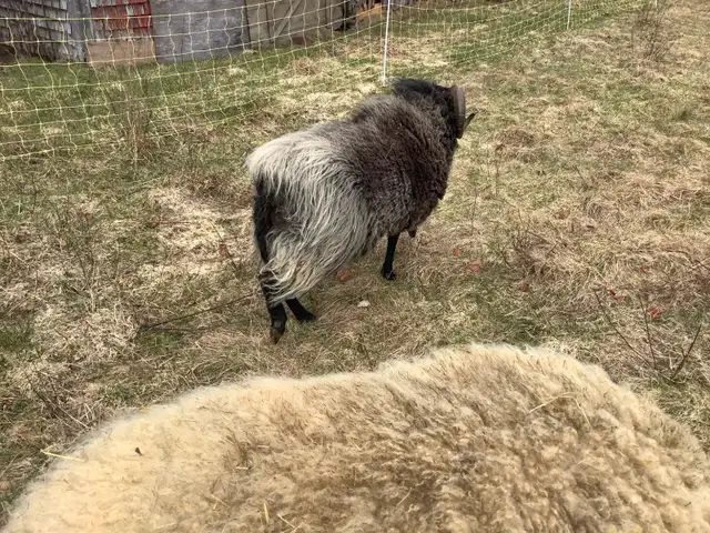 Shetland Ram For Sale - Photo 2