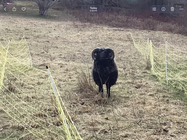 Shetland Ram For Sale - Photo 3