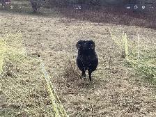 Shetland Ram For Sale - Photo 3