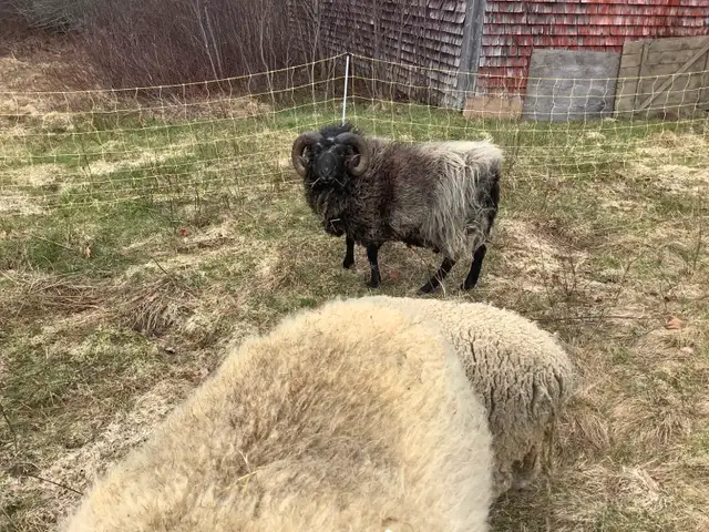 Shetland Ram For Sale - Photo 4