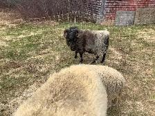 Shetland Ram For Sale - Photo 4
