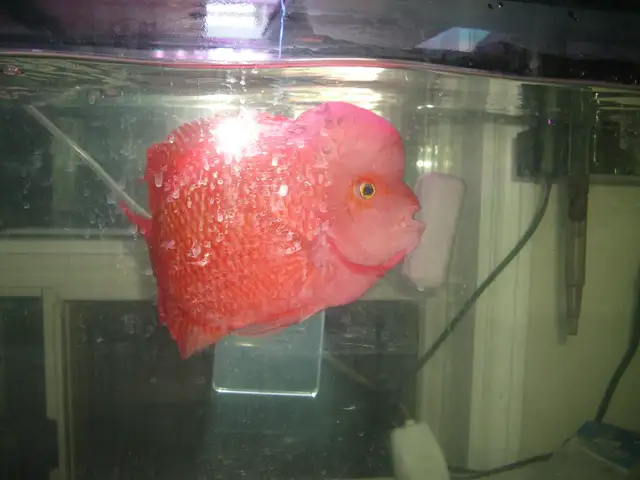 FOR SALE BEAUTIFUL SUPER RED MONKEY $500