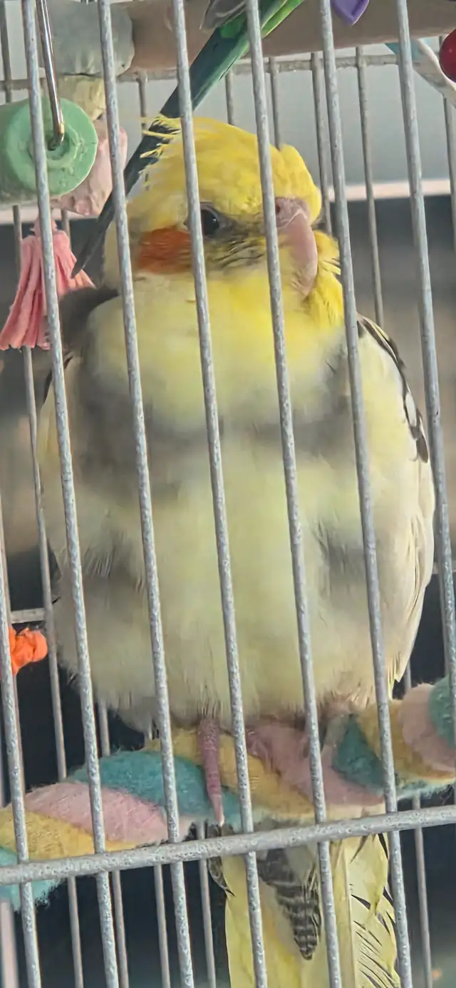 2 COCKATIELS DE 5 MOIS