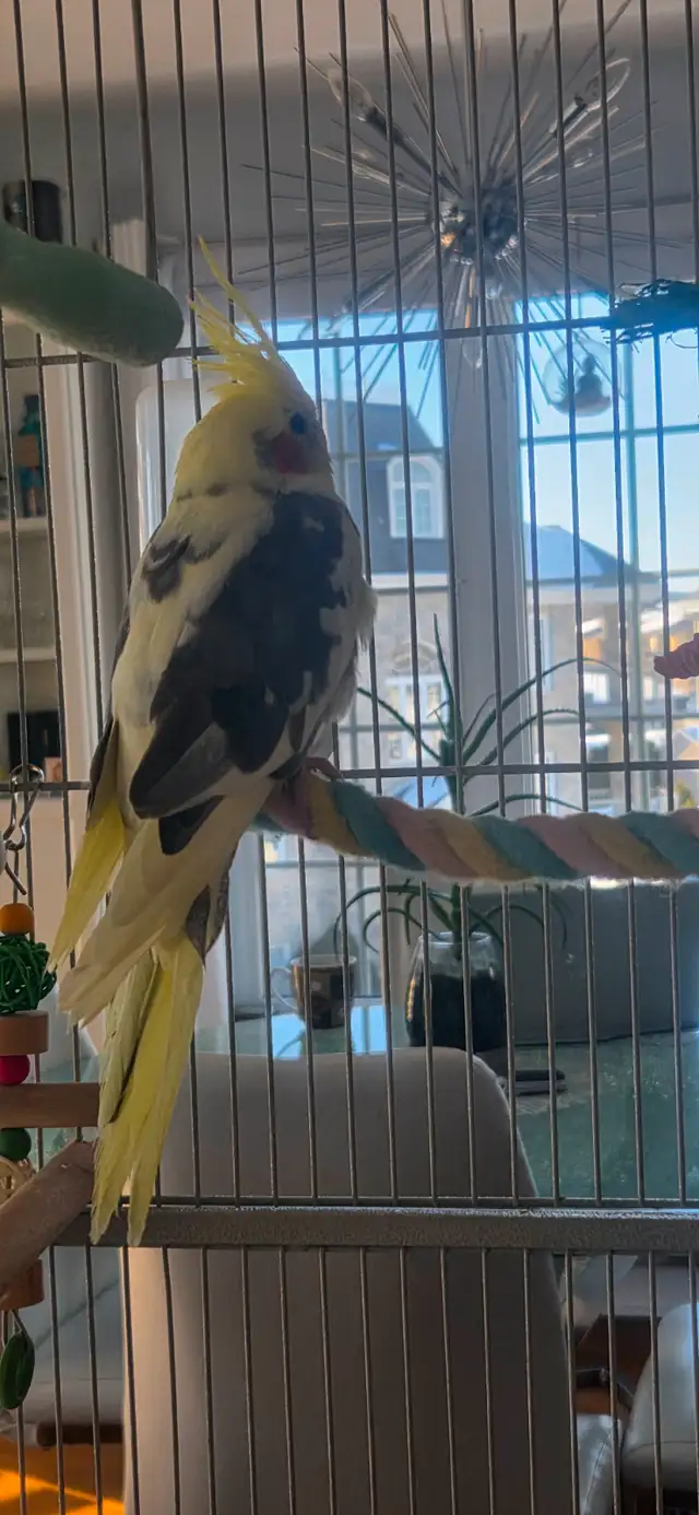 2 COCKATIELS DE 5 MOIS - Photo 4