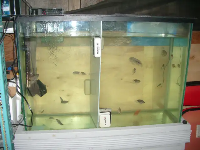 FOR SALE 45 GALLON FRESH WATER SET UP RUNNING $200