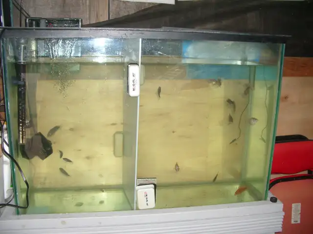 FOR SALE 45 GALLON FRESH WATER SET UP RUNNING $200 - Photo 2