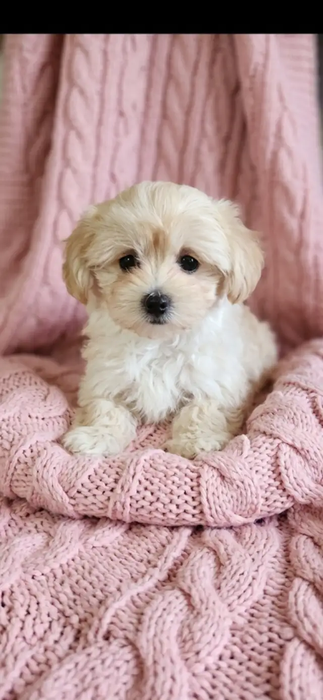 Maltipoo Puppies