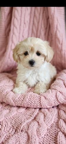 Maltipoo Puppies