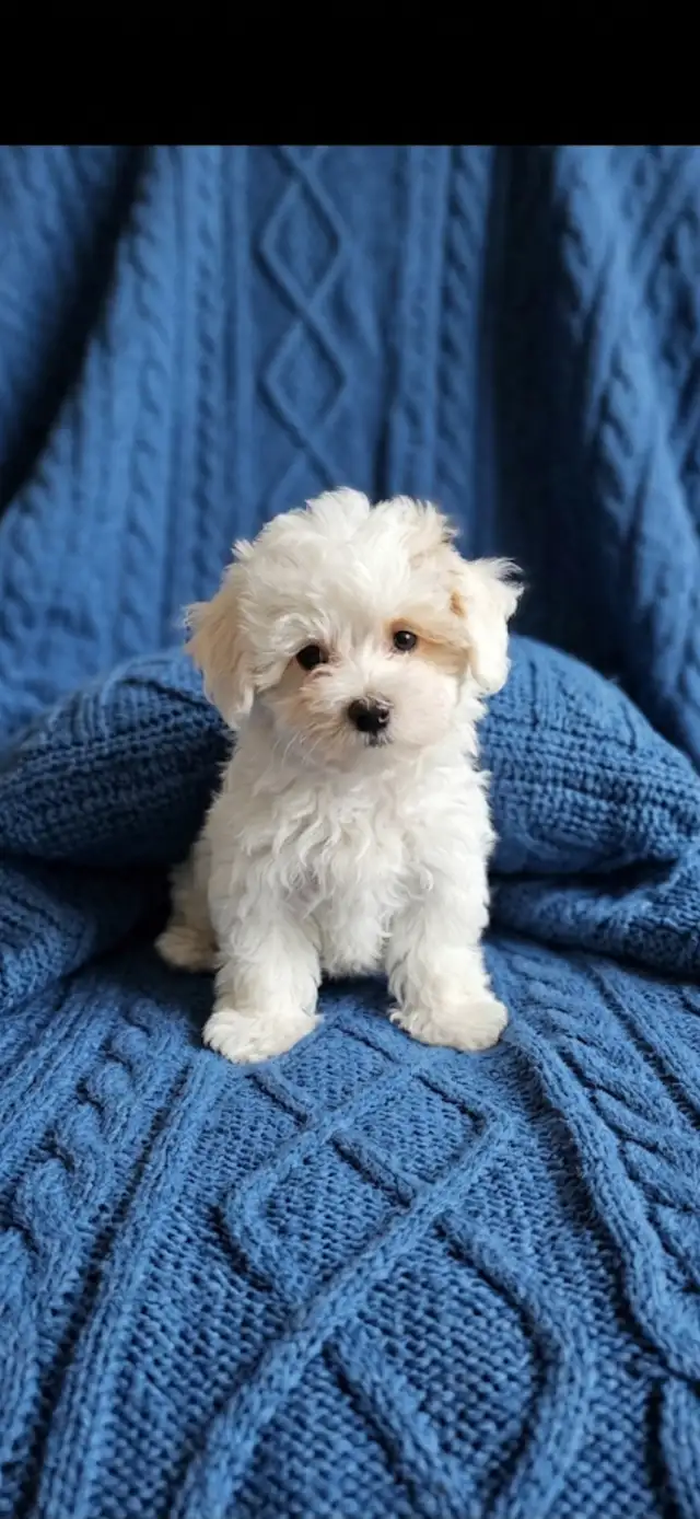 Maltipoo Puppies - Photo 2