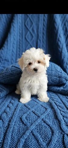 Maltipoo Puppies - Photo 2