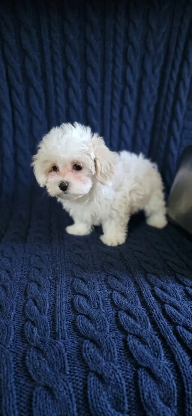 Maltipoo Puppies - Photo 3