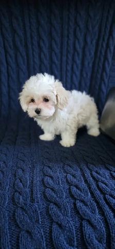 Maltipoo Puppies - Photo 3