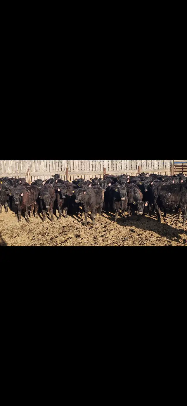 Black Angus Replacement Heifers