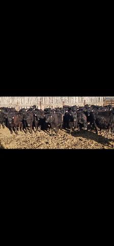 Black Angus Replacement Heifers