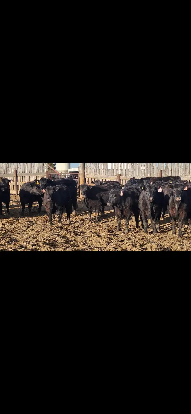 Black Angus Replacement Heifers - Photo 2