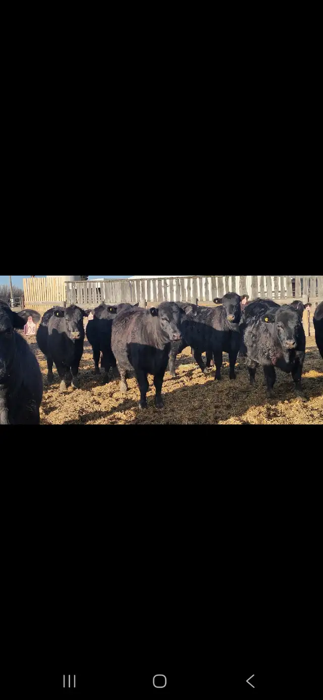 Black Angus Replacement Heifers - Photo 3