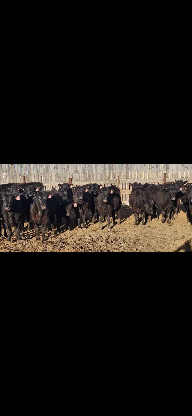 Black Angus Replacement Heifers - Photo 4