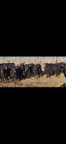 Black Angus Replacement Heifers - Photo 4