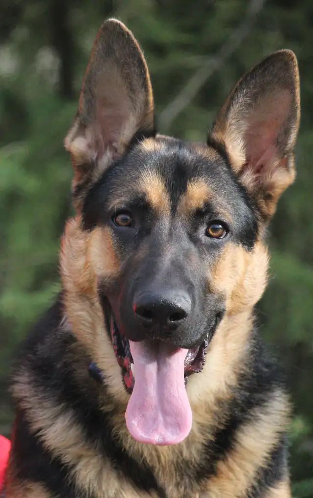 Lawn Technician - Dog Poop Removal - Photo 2